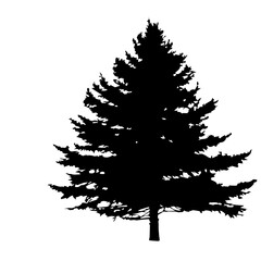 silhouette of a tree