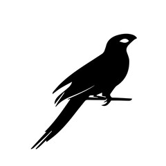 Shadow vector of a parrot