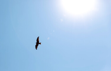 Majestic eagle soaring under bright sun in clear blue sky, freedom and nature concept