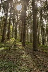 Fototapeta premium Il bosco incantato del pomeriggio in montagna