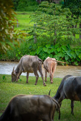 buffalo family go to grass field beside the river to eat plant to be their food in urban life style at Chiang dao ,chaingmai ,thailand