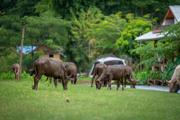 Naklejka premium buffalo family go to grass field beside the river to eat plant to be their food in urban life style at Chiang dao ,chaingmai ,thailand