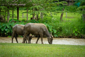 Naklejka premium animals cows , buffalo, dog and people lifestyle is peaceful and calm in urban life muaeng kong Chiang dao chiangmai thailand 