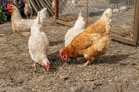 Chickens Foraging on Dirt in Farmyard. Farming.