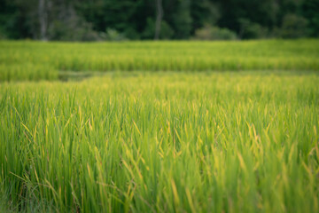 people work at farm produce green rice field as agriculture job in rural life chiangmai thailand