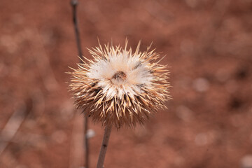 nature, plant, flower, dandelion, thistle, grass, autumn, macro, dry, flora, seed, summer, flowers, spring, close-up, meadow, season, white, weed, seeds, garden, thorn, dried, field, wild