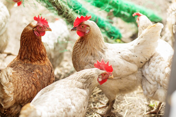 Farming. Group of Chickens with Red Combs in Farmyard.