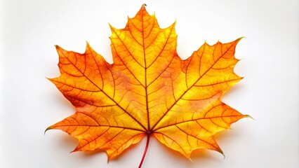 Obraz premium Vibrant autumn maple leaf with gradient shades of orange and yellow on a white background, representing the beauty of fall foliage.