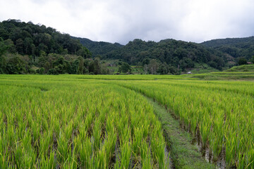 woman and dog walk around step ladder green rice field terrace is very beautiful in October Chiangmai Thailand 
