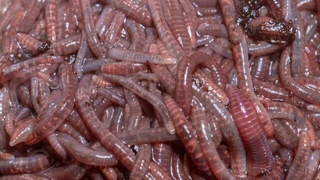 Many worms crawling on each other.