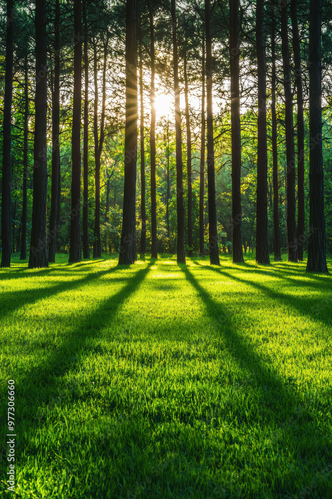 Poster sunlight filtering through tall trees casting long shadows on a green forest floor, creating a seren