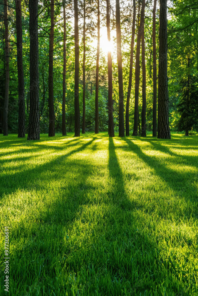 Poster sunlight filters through tall trees in a tranquil forest, casting long shadows on the lush green gra