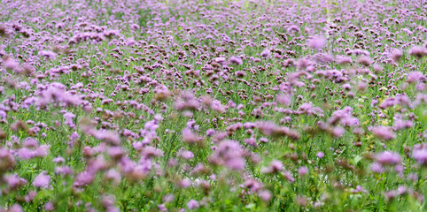 Fototapeta premium Background of purple verbena flowers