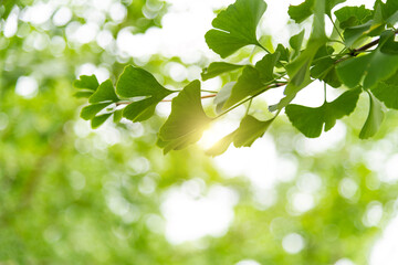 Background of ginkgo tree leaves