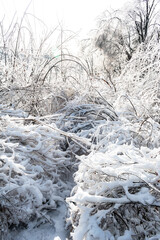 Winter fairytale forest. Branches bent to the ground by a thick layer of ice and snow, creating a magical landscape.