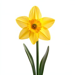 Fototapeta premium 283. A single bright yellow daffodil isolated on a clean white background