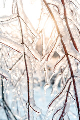 Magical branches frozen in ice, illuminated by the winter sun. Branches covered with thick ice, like in a fairy tale.