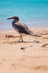 Seagull on the seashore. Selective focus.