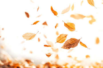 Obraz premium Leaves falling in the air leaf autumn plant.