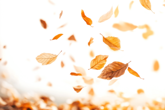 Leaves falling in the air leaf autumn plant.