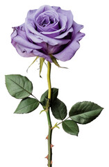 Fototapeta premium Elegant purple rose PNG