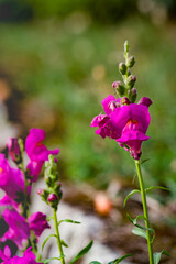 Macro di bellissimi fiori spontanei