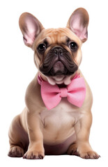 Fototapeta premium PNG Bow dog bulldog animal.