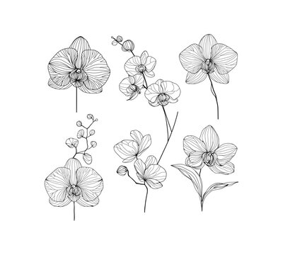collection of delicate orchid flowers drawn in a minimalist, black and white line art style. Hand drawn wedding flowers and leaves with elegant leaves for invitation save the date card designs 