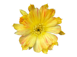 Blooming yellow cactus flower isolate on white background.