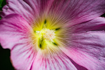 Macro di bellissimi fiori spontanei