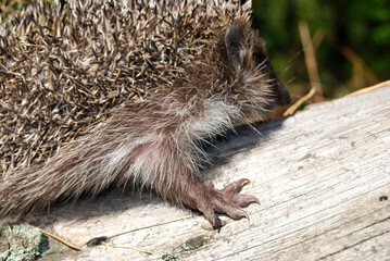 front paw of a hedgehog with claws on an old trunk in the forest