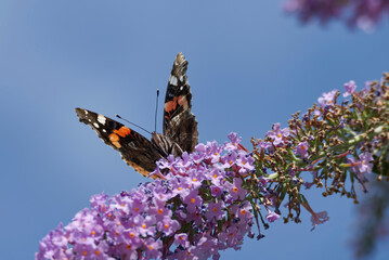 Red admiral butterfly (Vanessa Atalanta) perched on summer lilac in Zurich, Switzerland