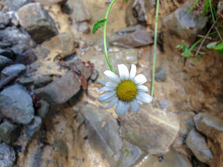 daisy and water