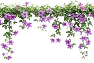 PNG Bunch of purple flowers plants vine background.