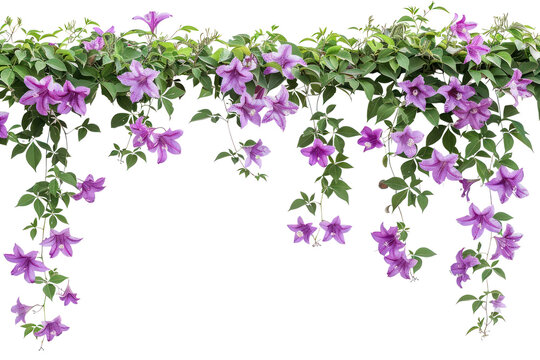 PNG Bunch of purple flowers plants vine background.