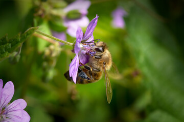 Biene (Westliche Honigbiene - Apis mellifera) sammelt Pollen an einer violetten Storchschnabel Blüte - Baden-Württemberg, Deutschland