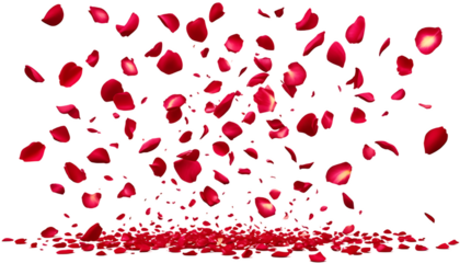 "Falling Red set of Rose Petal with isolated Transparent Background.