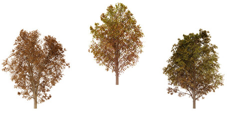 Fototapeta premium Three Autumn Trees Isolated on transparent Background