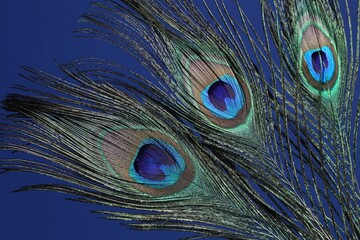 Three beautiful peacock feathers on blue background, closeup
