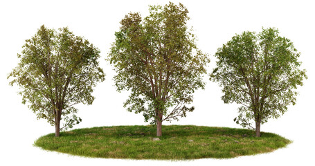 Obraz premium Three Trees on a Grassy Knoll, Isolated on transparent Background