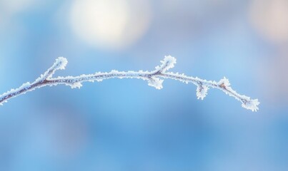 Obraz premium A branch covered in frost and snow