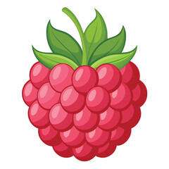 Raspberry fruits, vector illustration on white background.