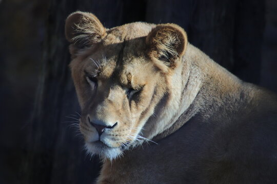 straring lion