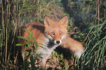 red fox in the grass