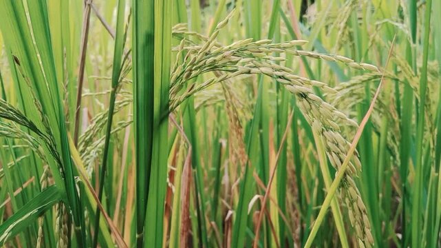 Paddy crop ( Rice ) in Indian agriculture field