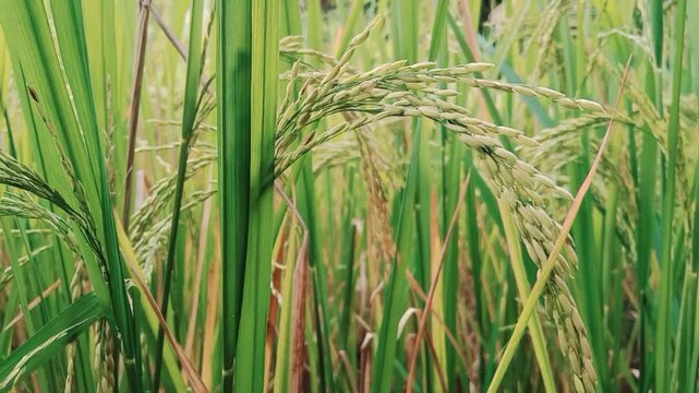 Paddy crop ( Rice ) in Indian agriculture field