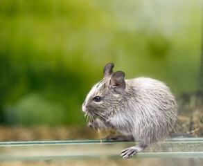 Little mouse, rat, mice. Animal eating.