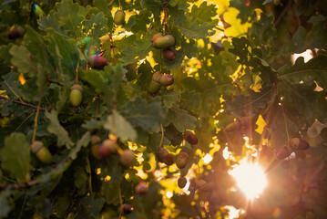 Żołędzie na gałęzi, jesienne dęby, tapeta.  © Elżbieta Kaps