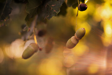 Żołędzie na gałęzi, jesienne dęby, tapeta.  © Elżbieta Kaps