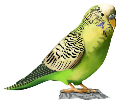 Hand drawn watercolor of parrot animal isolated on transparent background